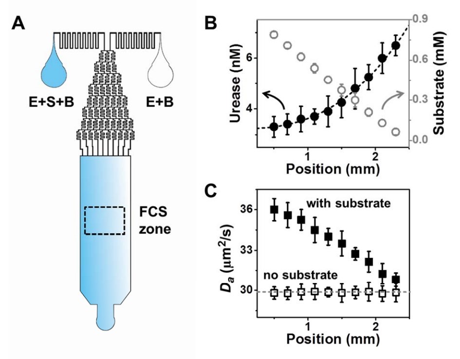 Figure 2: Microfluidic chip used for the experiment. A) Enzyme-substrate-buffer (E+S+B) enters into the left inlet, and enzyme-buffer (E+B) is injected to the right inlet. In this way, the enzyme concentration is uniform all over the entire chip, while the substrate concentration is higher in the left side (blue) gradually decreasing towards the right (white). The dashes rectangle indicates the area where the enzyme movement is studied in great detail using STED-FCS microscopy technology. B) The concentration of the enzyme urease (black) and the concentration of urea (its substrate, gray) are plotted against the position within the FCS zone, between 0 and 2.5 millimeters from the laser beam.