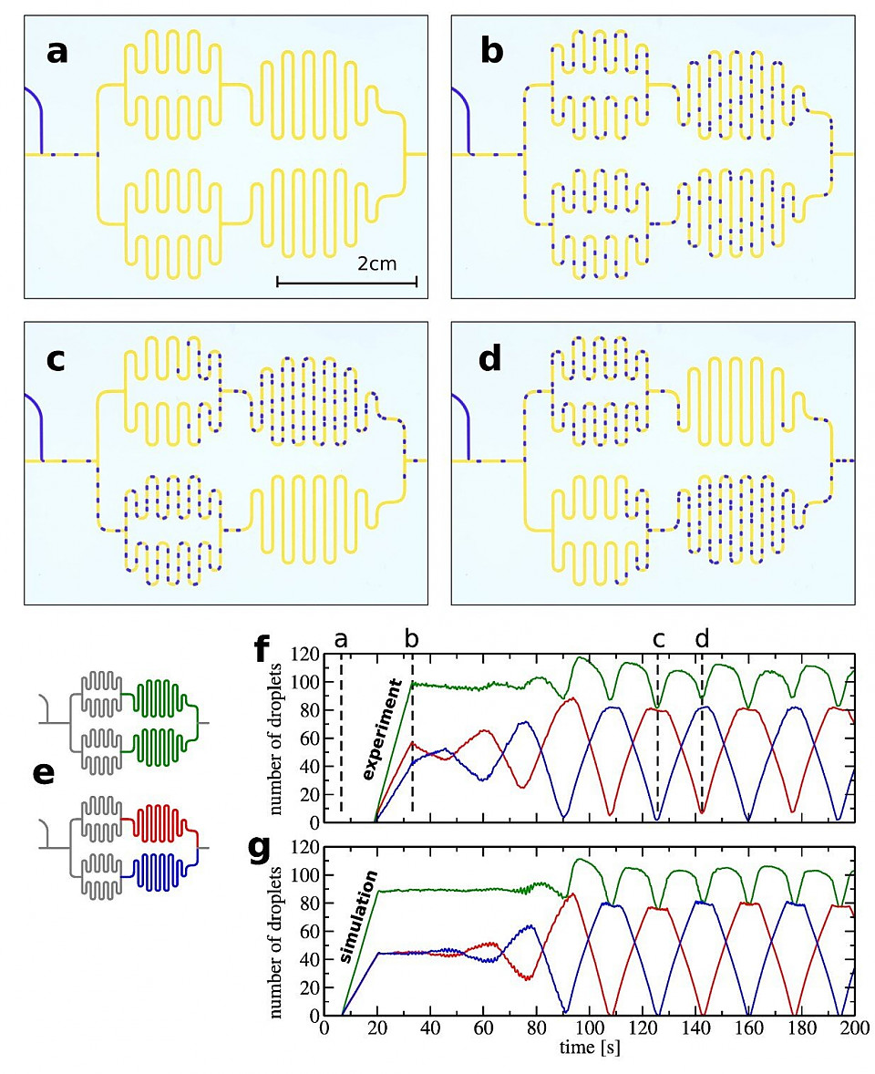 Droplet trains reveal how nature navigates blood traffic에 대한 이미지1